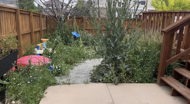 No Mow Worries Lawn Care in Aurora Colorado