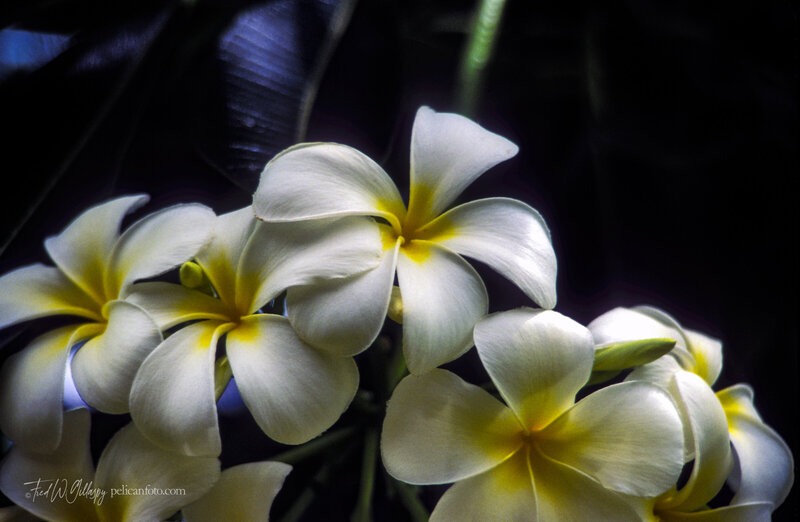 Landscape view of a white Plumeria flower cluster in a tropical Hawaiian garden.