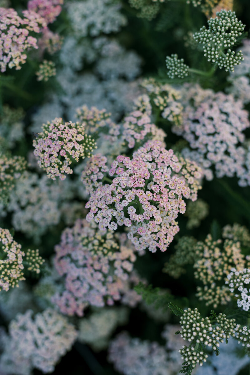 heidilau-field-notes-flowers-040