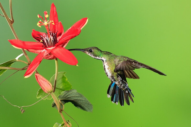 humming bird with red flower blue spirit costa rica