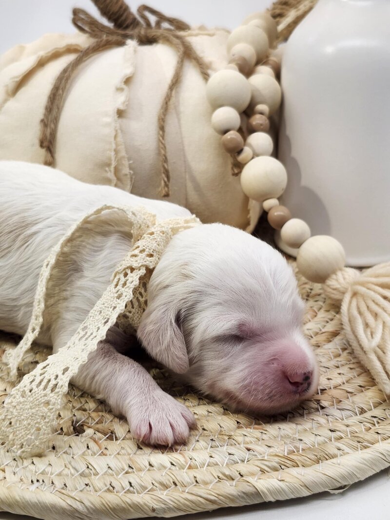 a93945ab-40f4-4b45-a78b-ec6d6a718995