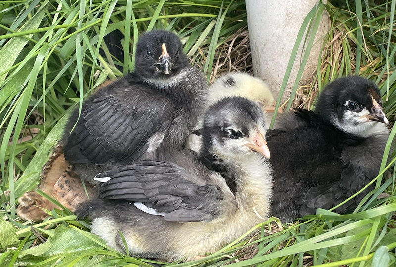 chicks in the grass