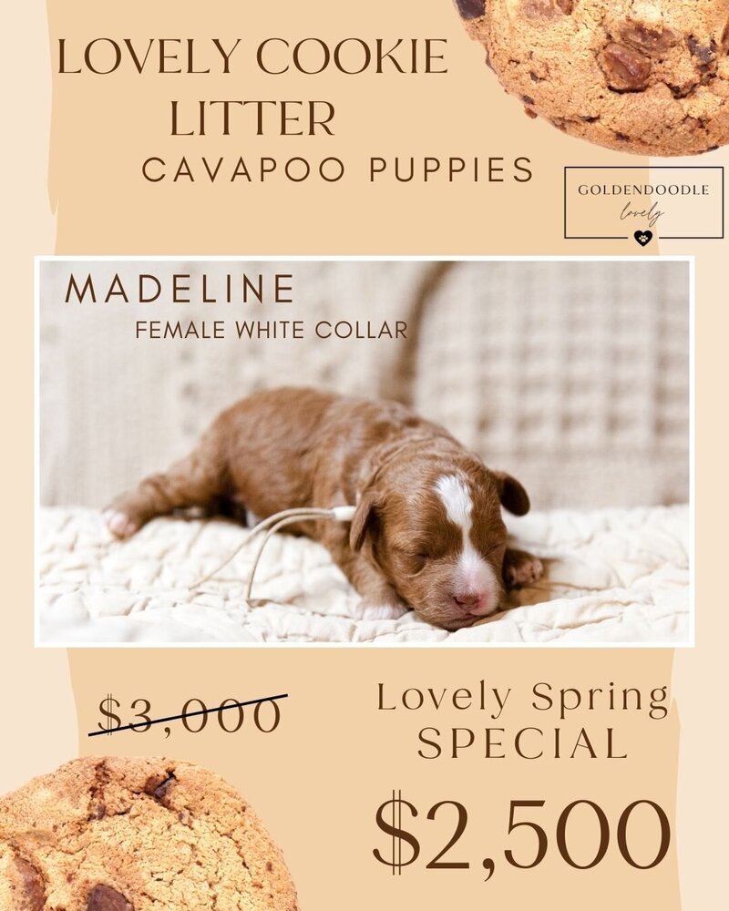 Cookie - White Madeline Female