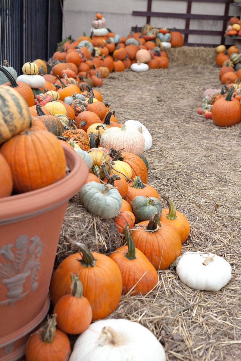 visit corsicana texas pumpkin patch-5955
