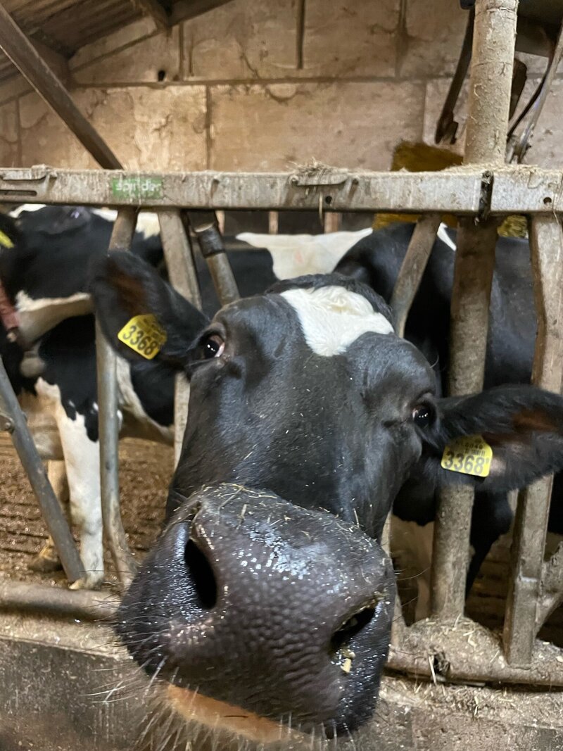 koe-bijboerbas