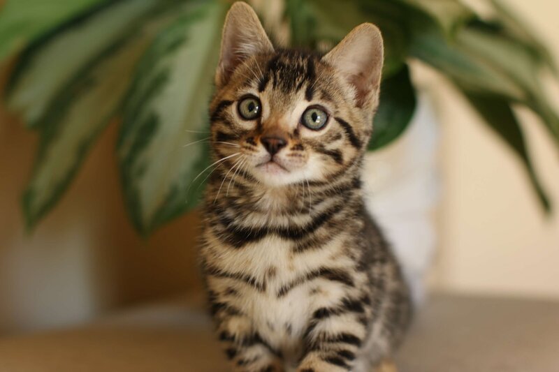 Diva Female 1_Apr21_4