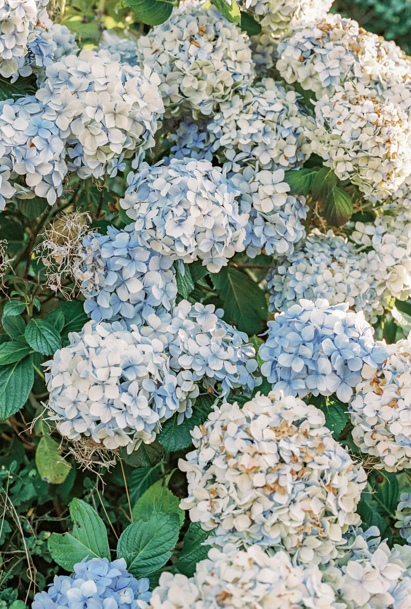 Blue hydrangeas in Spain, captured by Caitlin Wilcox Photography, a luxury destination wedding photographer based in Richmond VA