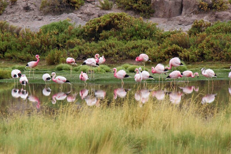 Flamingoes in front of a green background and reflected in a pond in the Atacama Desert, Chile ©Stephanie Dosch | theViatrix Luxury Travel