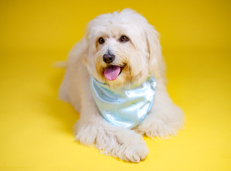 maca yellow background