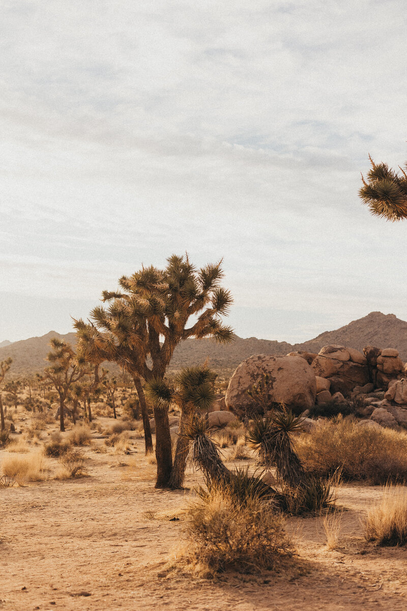 Joshua tree national park traveling photographer 