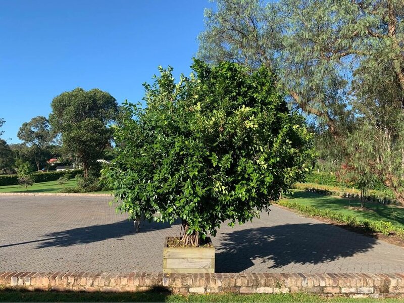 Hills Weeping Fig | Go Green Nurseries } Mature Trees  Sydney