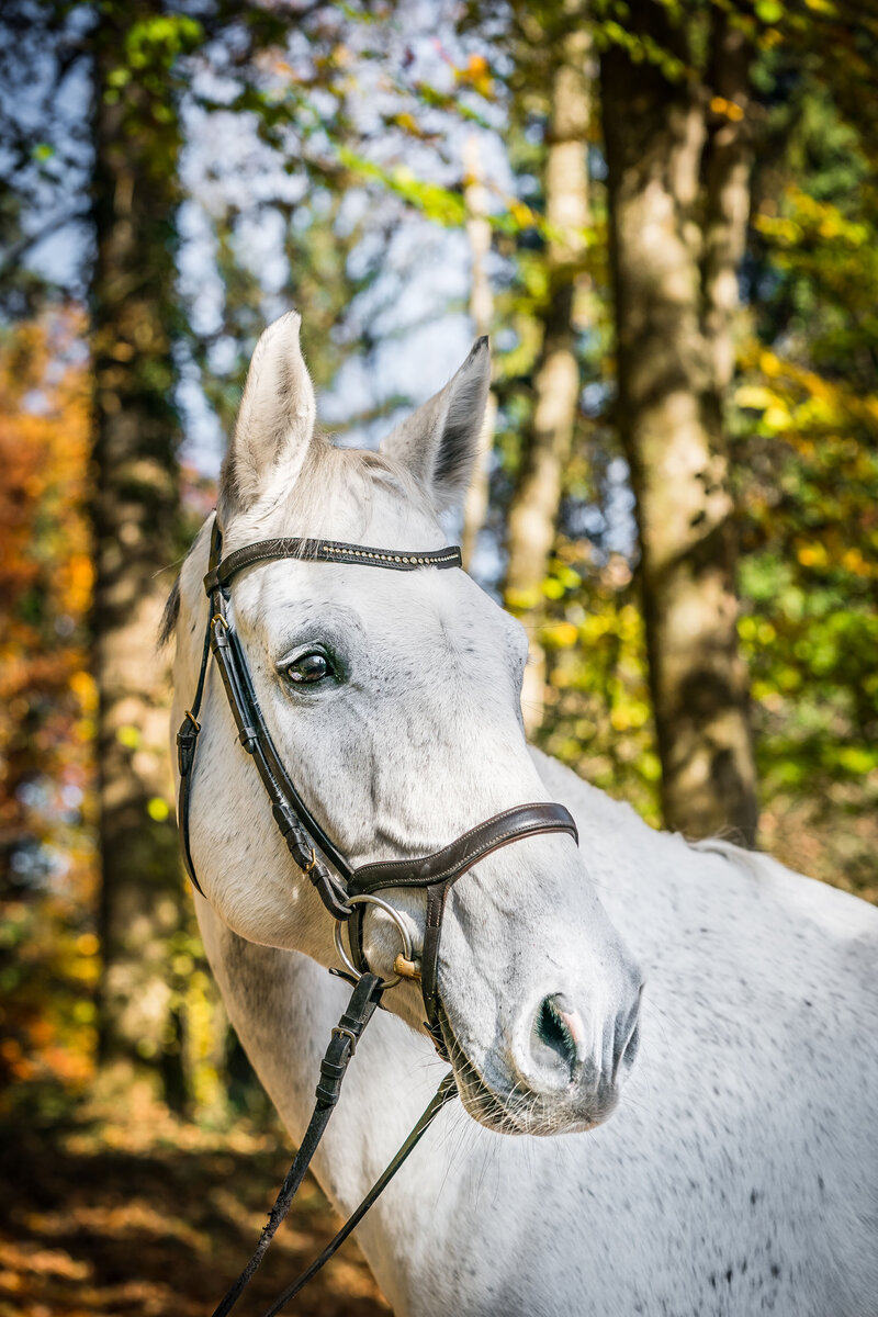 Schweiz-Tier-Fotograf-Pet-Photographer-13-Musto-Studios