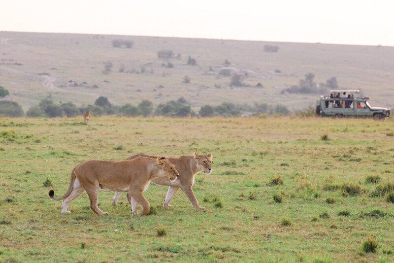 safariedited-506