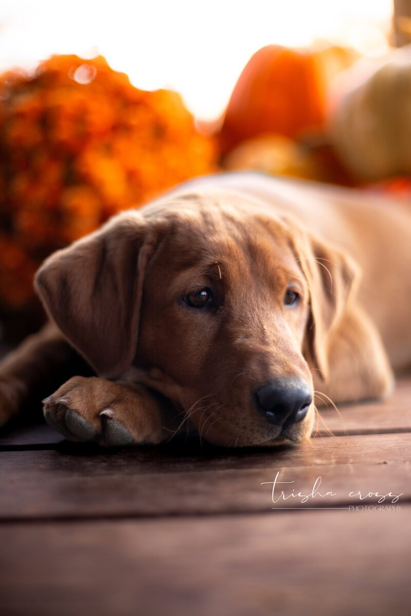 UC Labradors Ruby 1-9