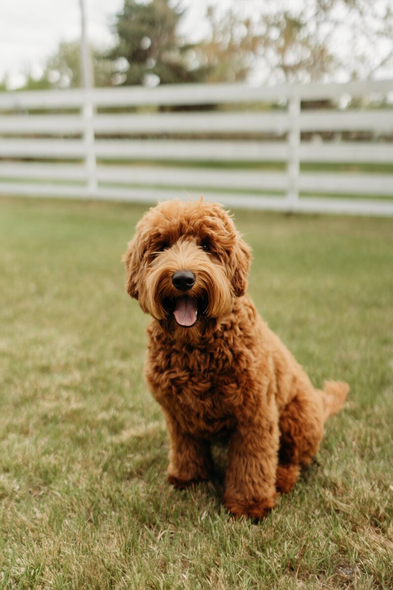 baldonnel-lane-labradoodles-breeder-alberta-bc-09