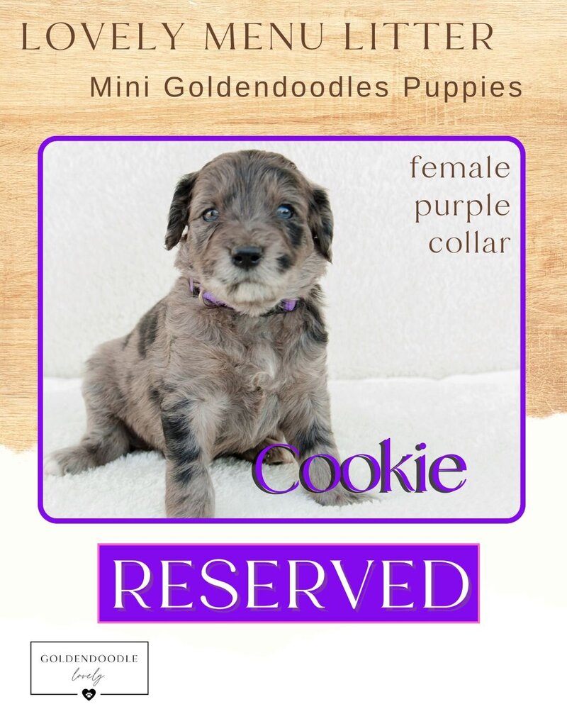 Menu Purple Cookie Female