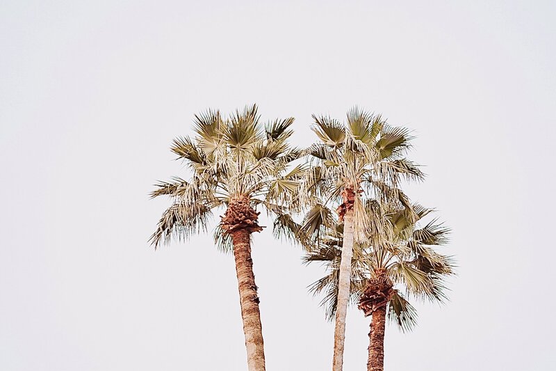 Close up image of Arizona palm trees