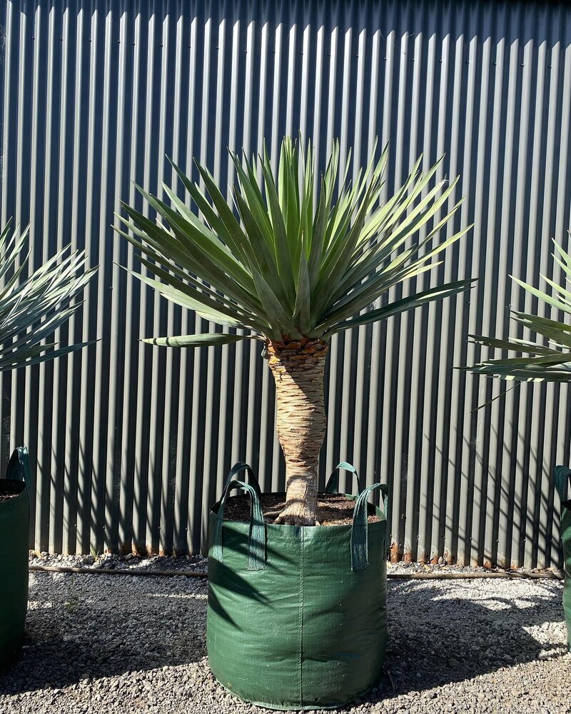 Go Green Nurseries - Dragon Tree - Dracaena draco