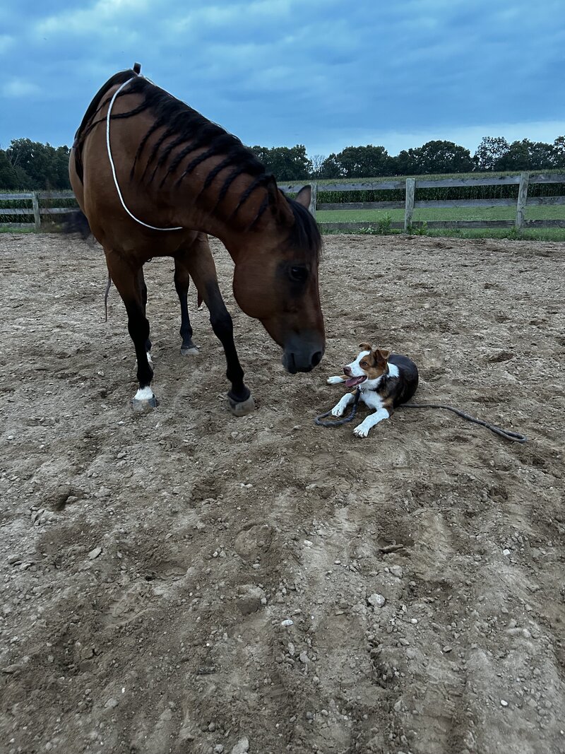 a dog and a horse sniffing noses