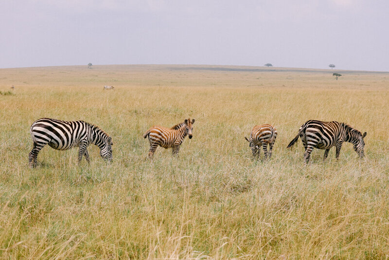 safariedited-465