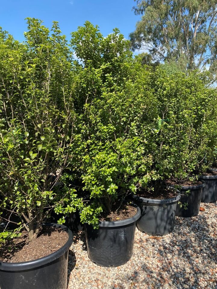 Pittosporum Tenuifolium - Pittosporum Green Pillar