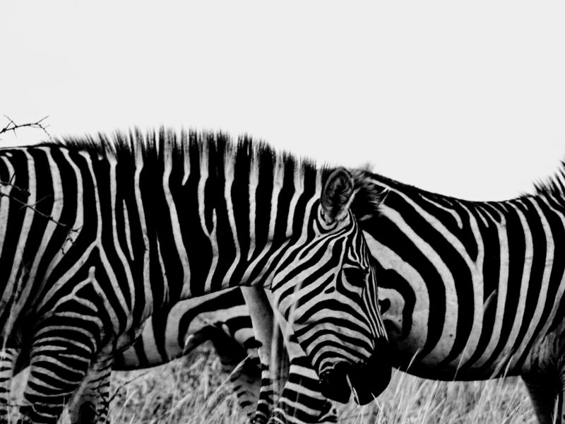 Two zebras walking side by side on safari in Africa, reflecting Sarah’s love for soulful wildlife journeys.