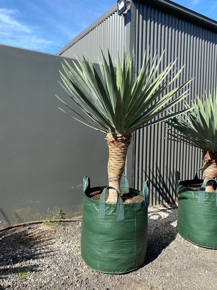 dracaena draco dragon trees for sale - mature trees sydney