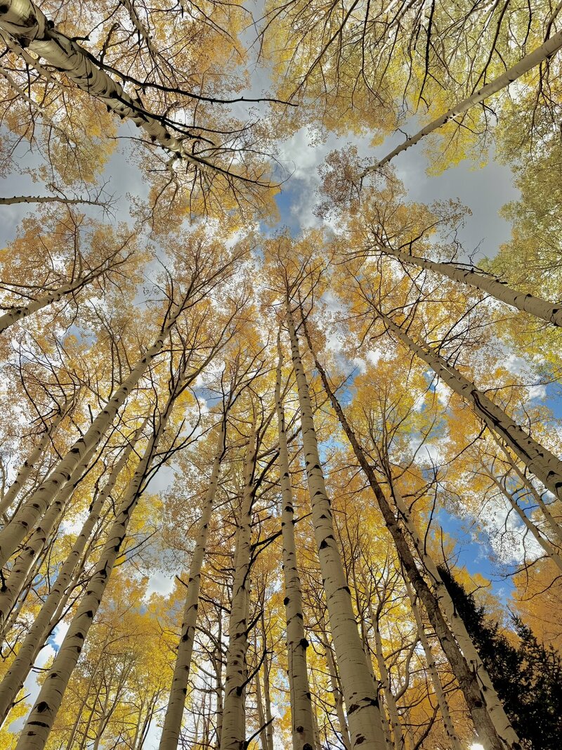 looking up into aspen trees