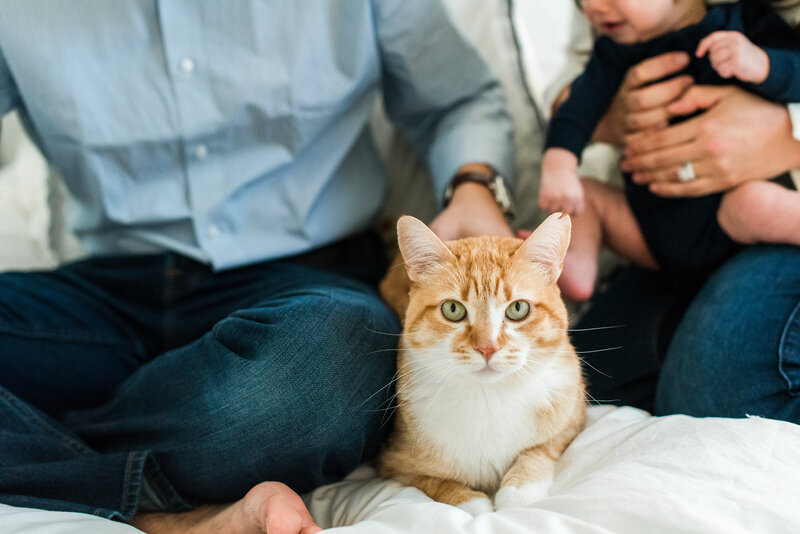 Orange cat sitting with a family