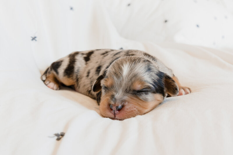 Puppies1-15