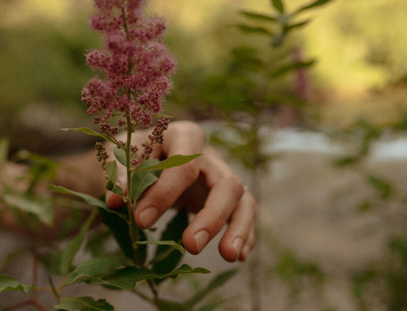 feminine hand gently holding a pink flower in natural outdoor setting