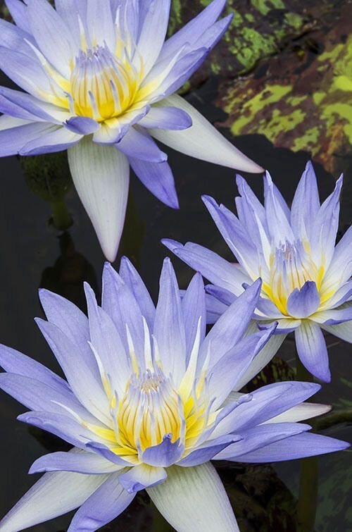 Deepen your practice around plant spirit communication  with Blue Lotus and other plants and learn to see plants as multidimensional gateways to our transformation, awakening and cosmic remembrance.
