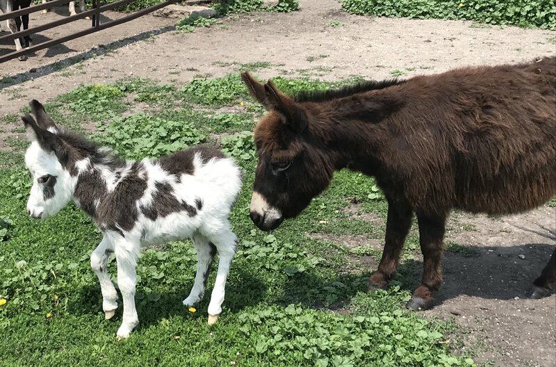 Livia and Lunetta