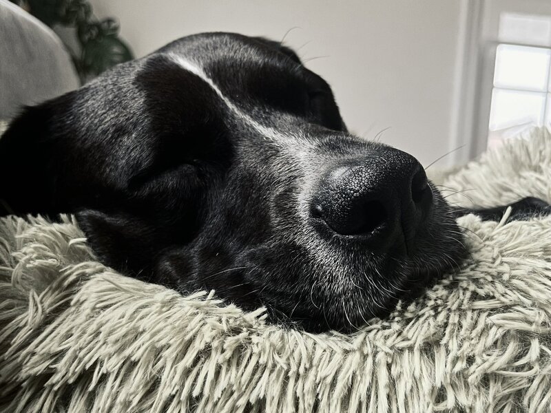 Close-up of black dog peacefully sleeping on a fluffy bed, reflecting post-toy relaxation.