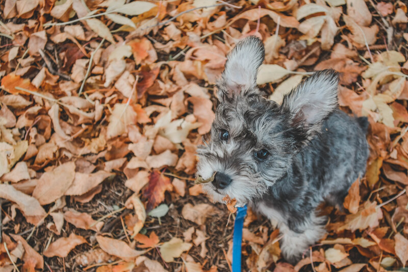 professional pet photography sioux falls, sd