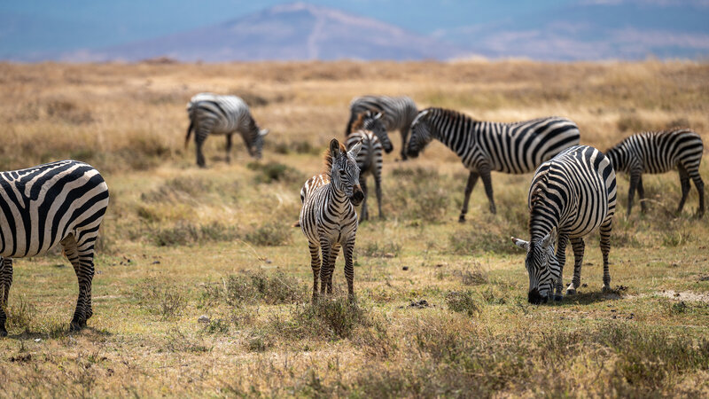10 Day Tanzania Itinerary Ngorongoro (2)