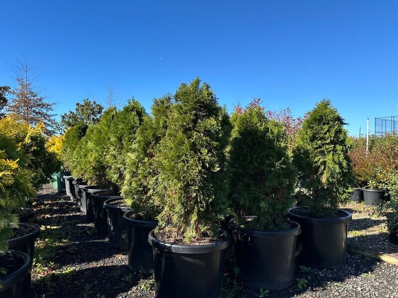 THUJA OCCIDENTALIS 'SMARAGD' - northern white cedar conifers sydney