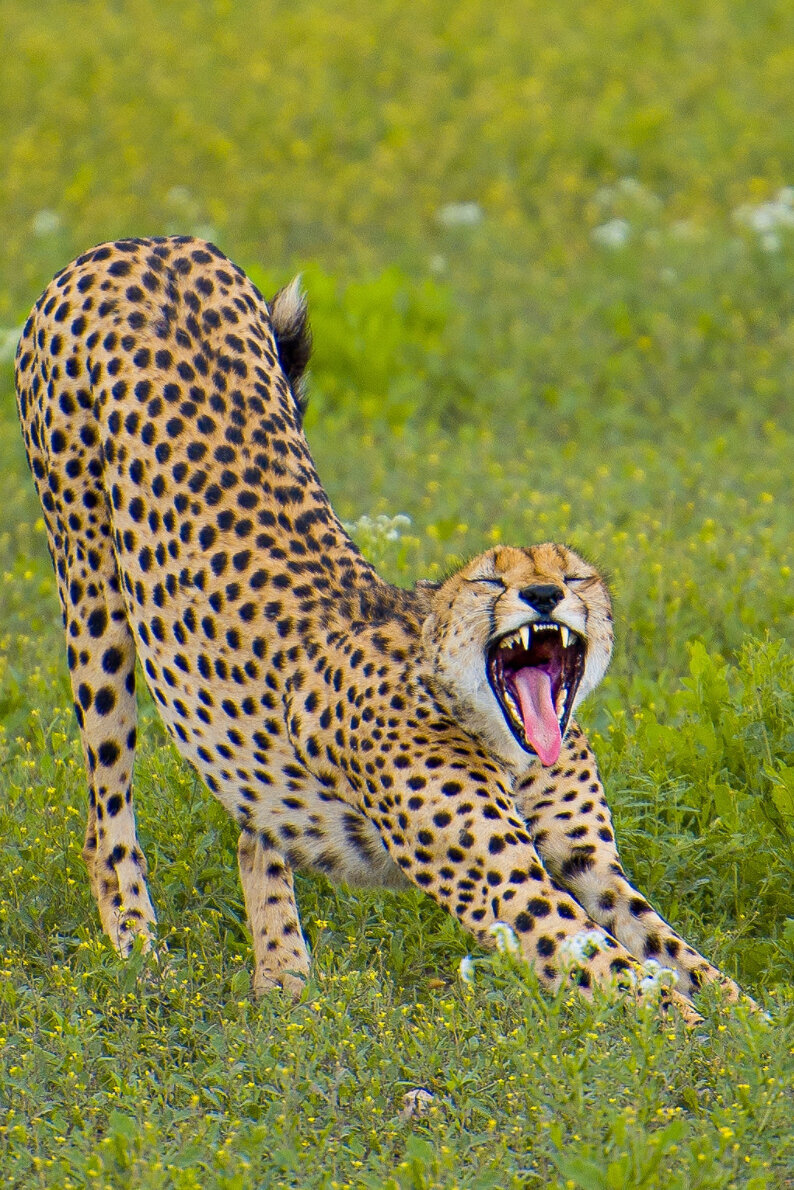 cheetah