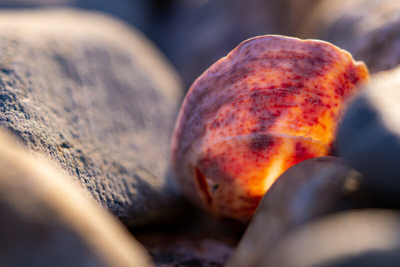 Sunset Through a Slipper Shell