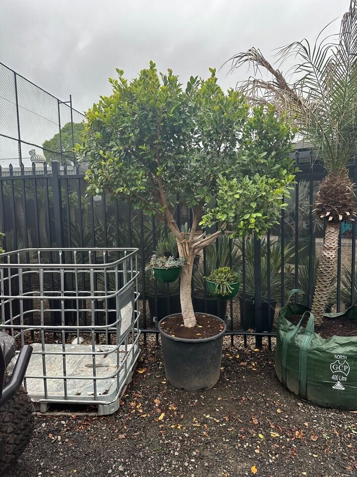 Ficus Hillii - Ficus Microcarpa hillii