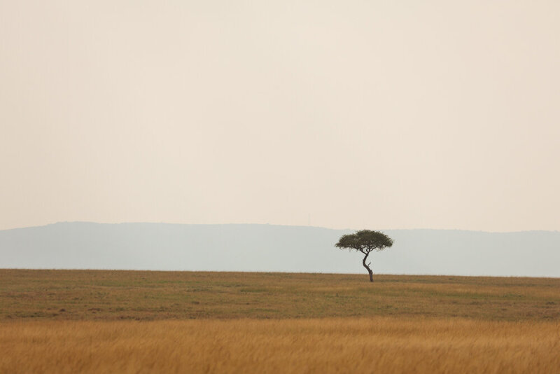 safariedited-082