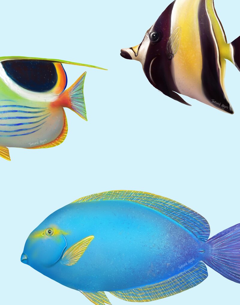 Townsend's reef fish illustration
