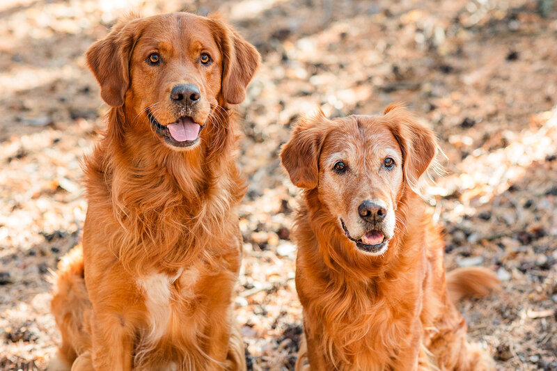 2023 krystal moore photography sask forest couple with dogs-3