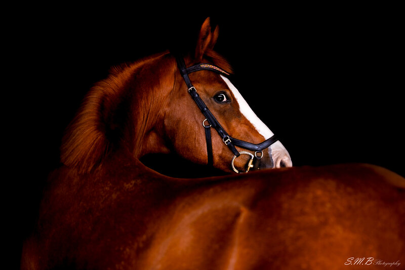 20241023-20241023-_MG_7927 copy