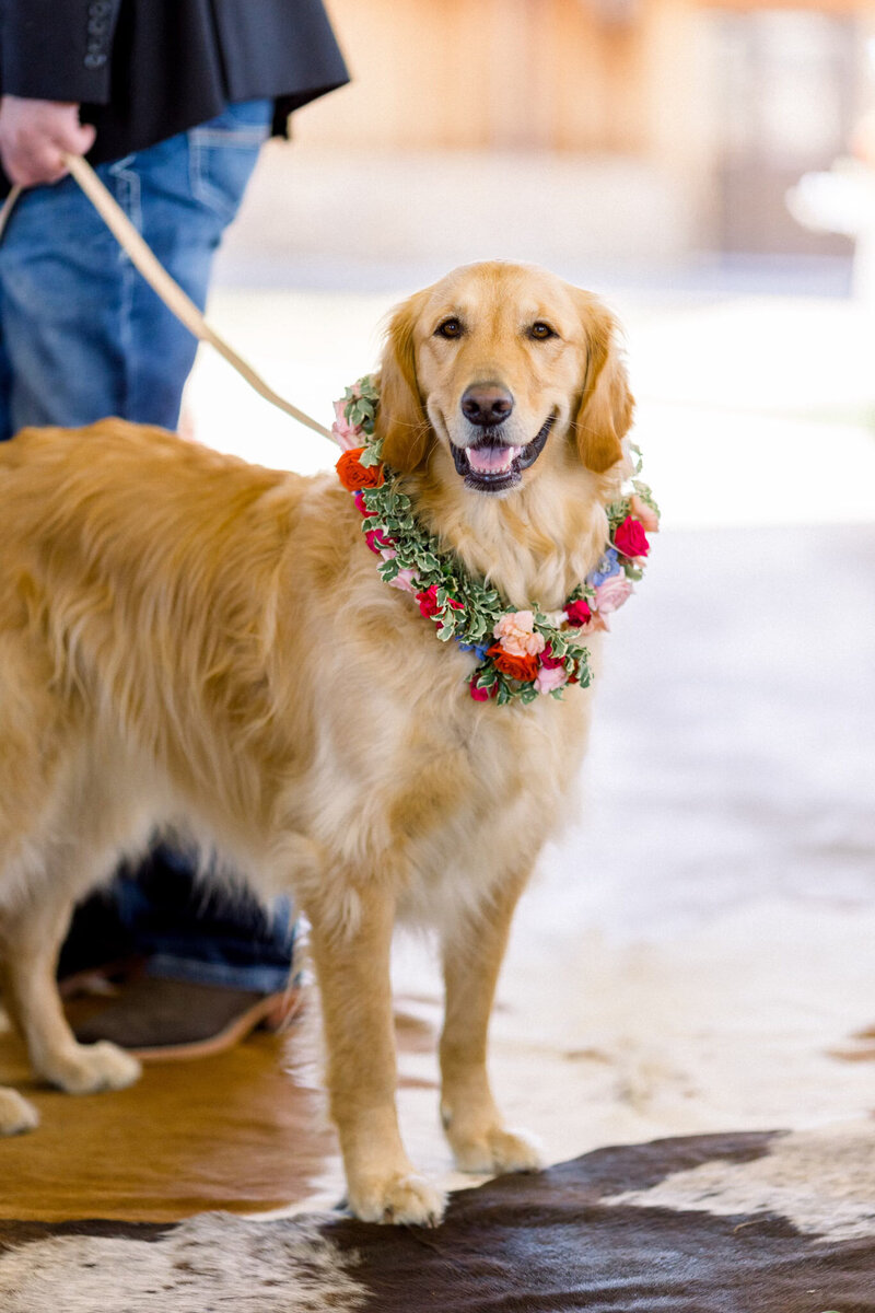 dog at wedding with floral collar
