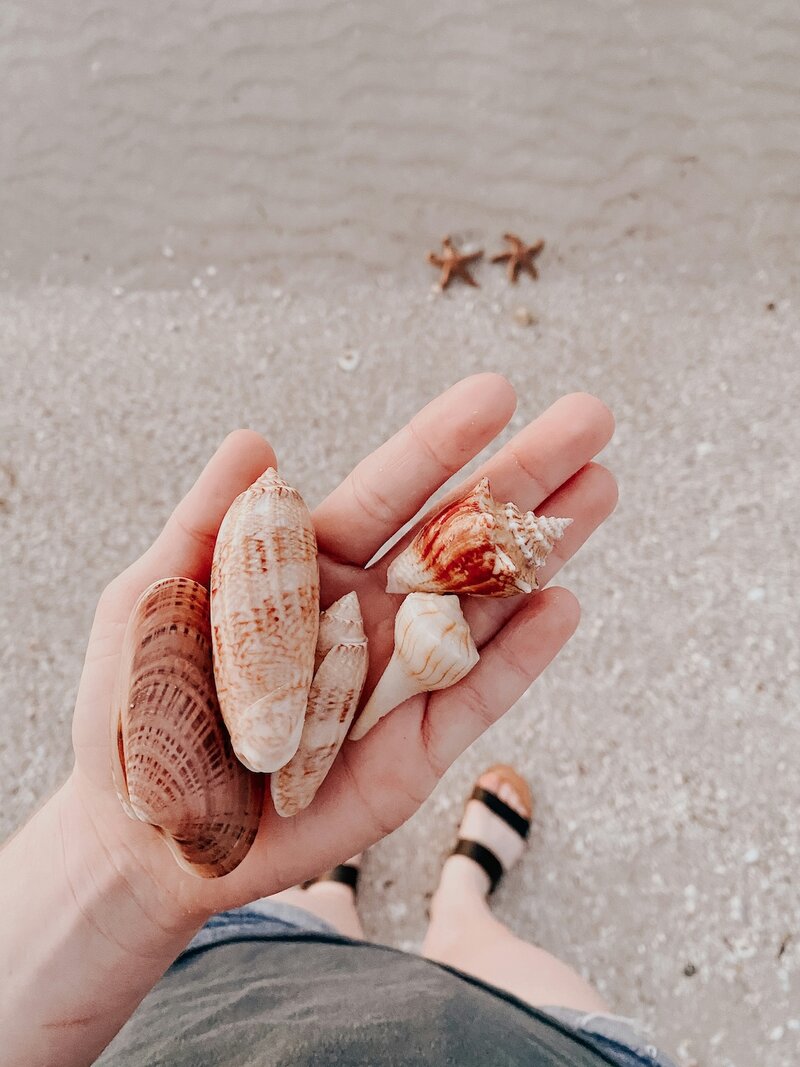Hand holding seashells over sandy beach, capturing a calm, coastal-inspired moment.