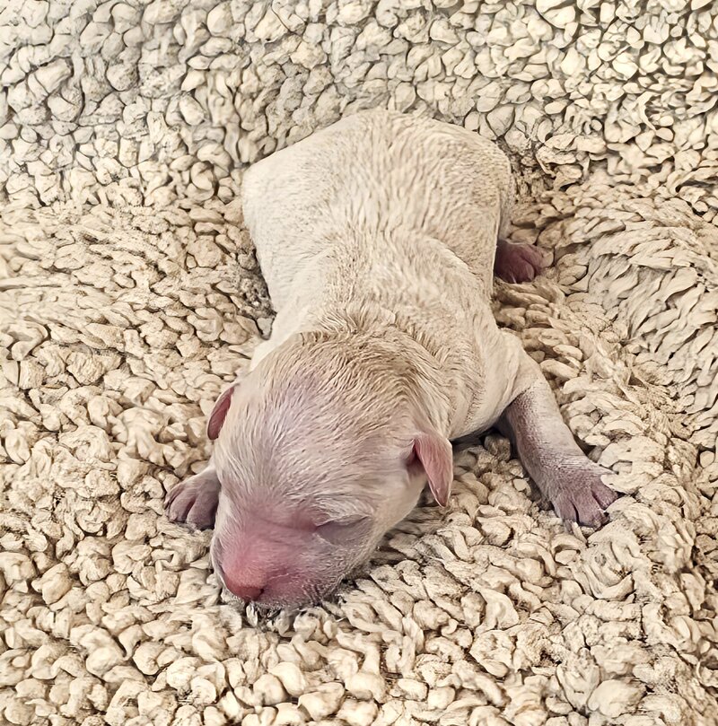 beautiful Goldendoodle pup