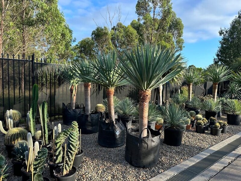 Mature Dracaena Draco Dragon Trees for Sale in Sydney