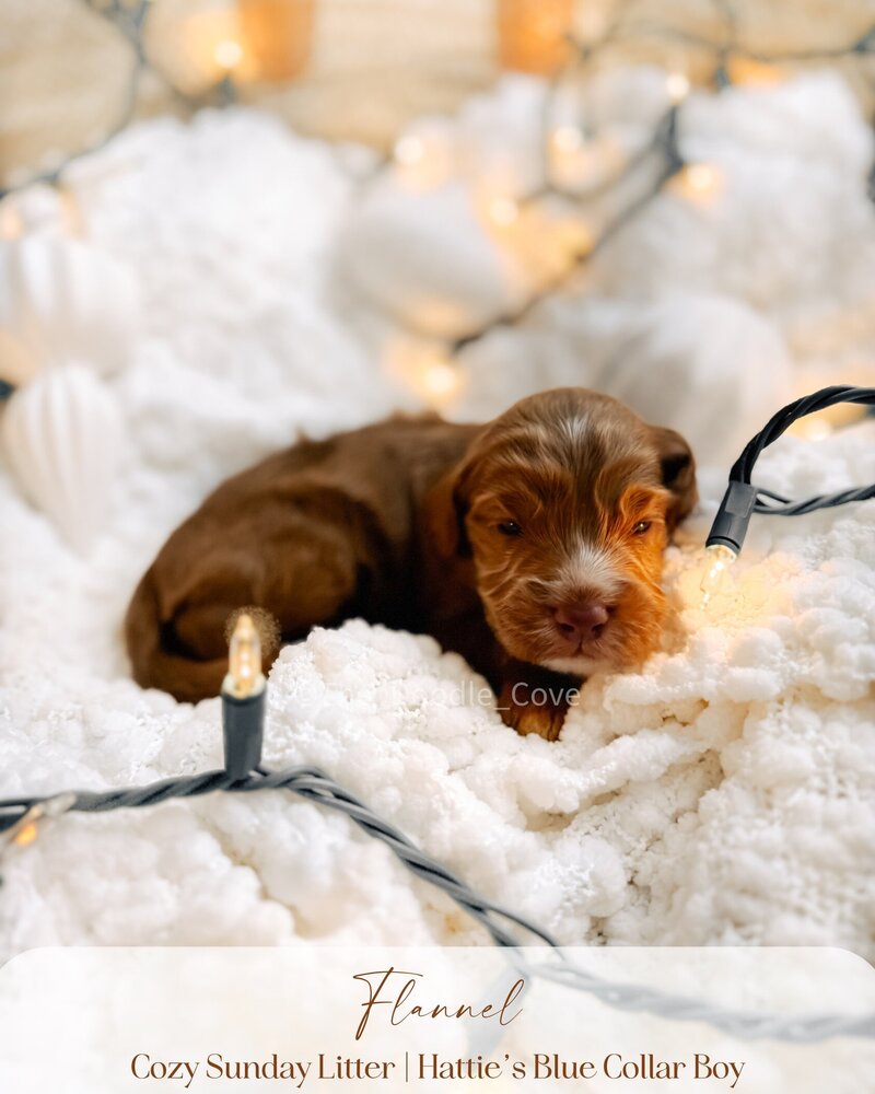 Cozy Sunday litter.zip - Pilsner