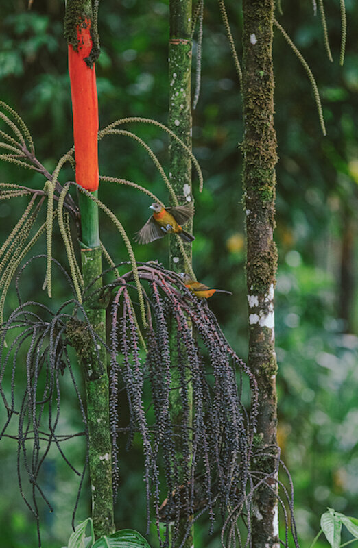 nature plant blue spirit costa rica